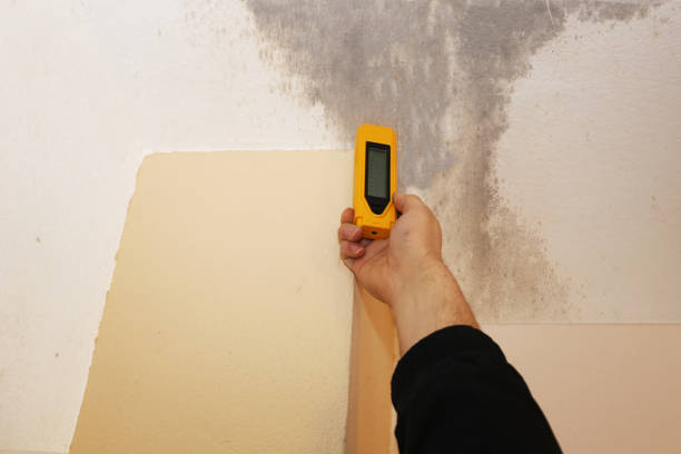 Reliable Wilton, CA Mold Removal Solutions