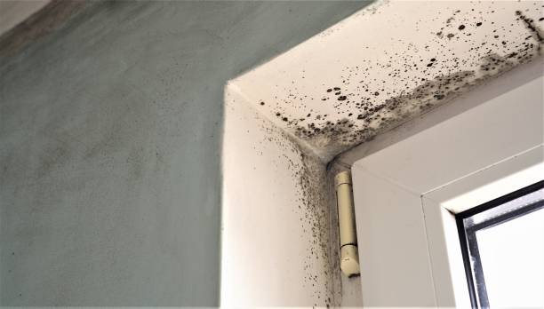 Forensic Mold Investigation in Wilton, CA