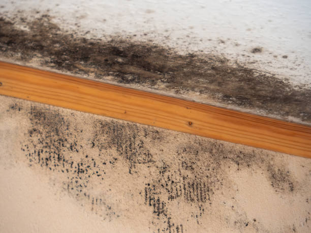 Best Industrial Mold Remediation  in Wilton, CA